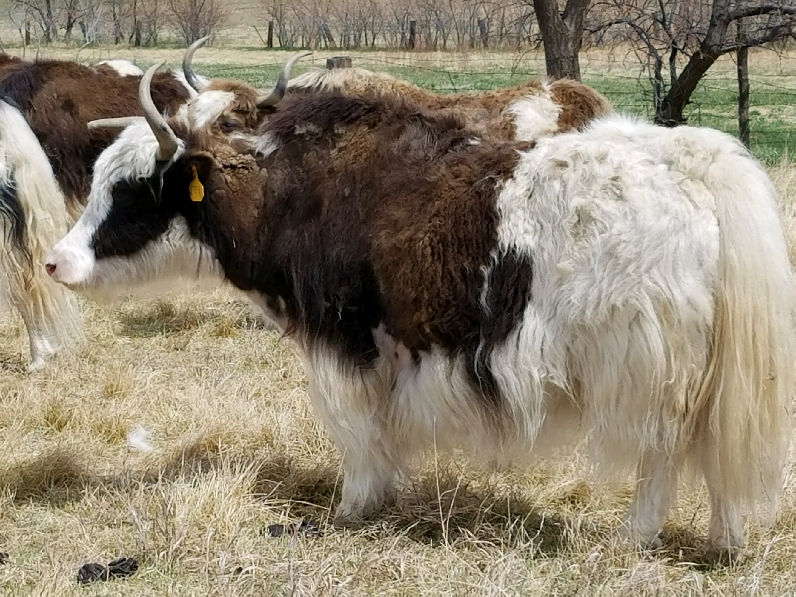 YAKS FOR SALE DELYAKS United States