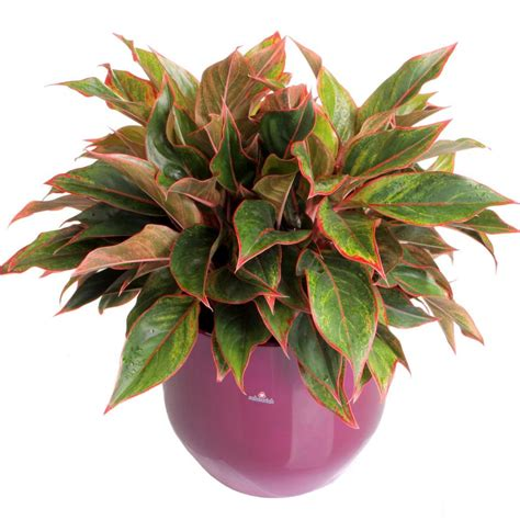 If not online then, sorry Charlie.