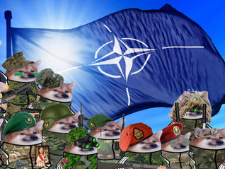 Кто такие Fellas из NAFO? Мемные собаки-«друганы» vs роспропаганда