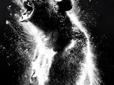 Cocaine Bear