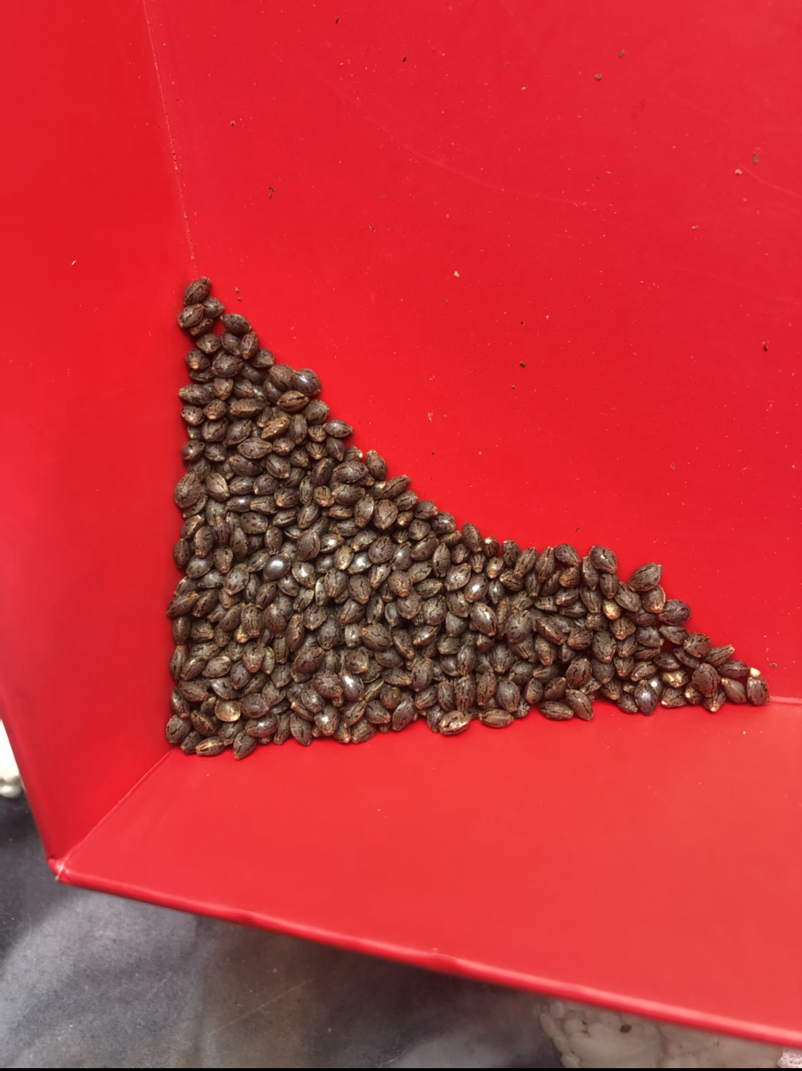 Seed germination. content media