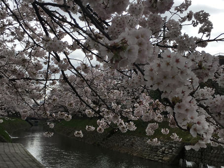 桜♪