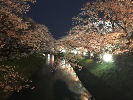 夜桜♪