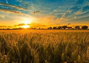 Corn field2.jpg