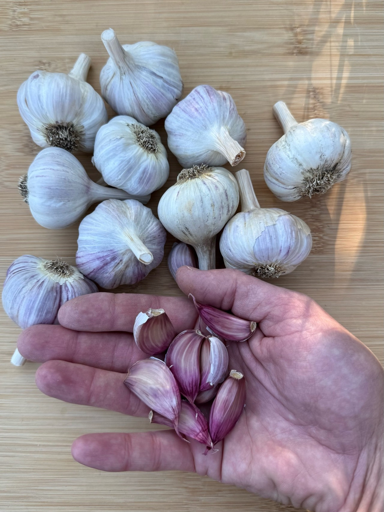 Garlic - Fresh