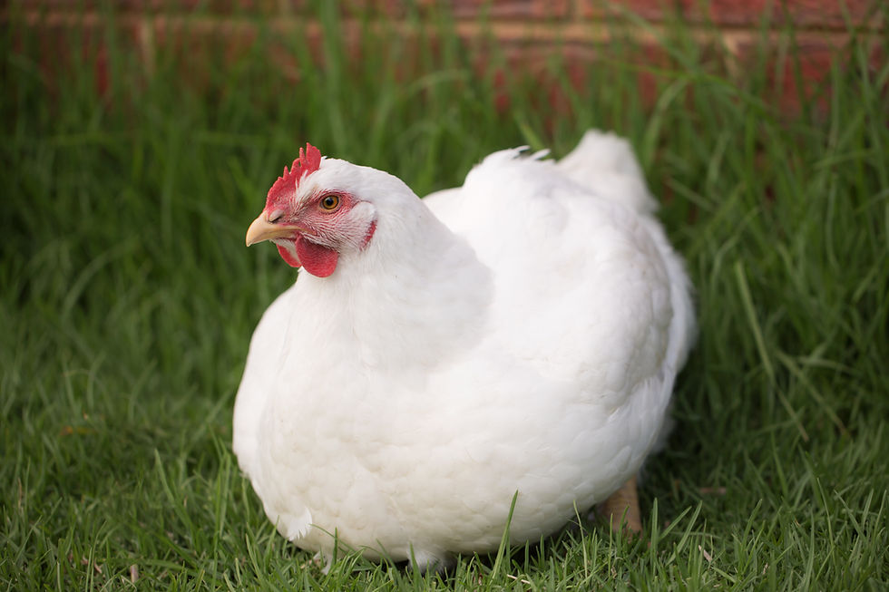 Thumbnail: Whole Pasture-Raised Chicken – Cornish Cross