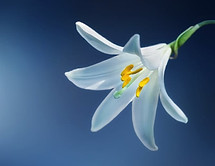 Lírio branco usado para confeccionar coroas de flores