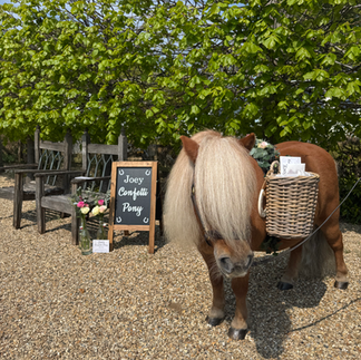 Joey the Shetland Pony standing on the gravel with a basket containing papers