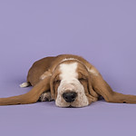 Chien mignon