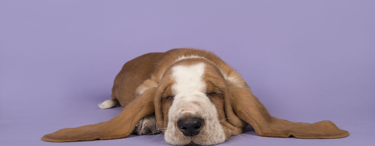 Chien mignon
