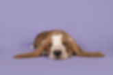 Cute Dog