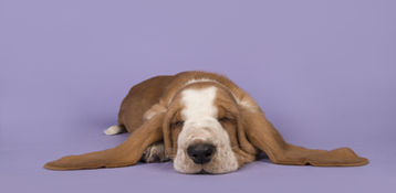 Cute Dog