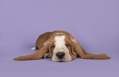Sleeping Puppy