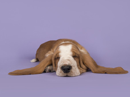 LET YOUR VETERINARIAN GET TO THE BOTTOM OF PET EAR PROBLEMS