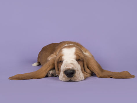 Why dogs are such affectionate animals