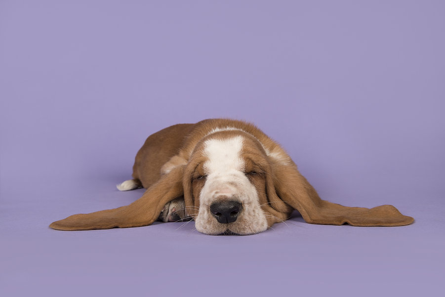 Cute Dog