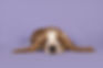 Cute Dog