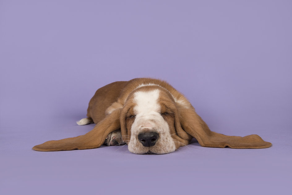 Cute Dog