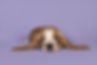 Perro mono