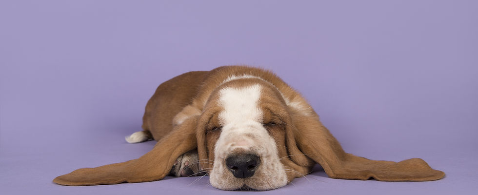 chien dort sur le dos.