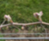 Bud Burst on Grapevine
