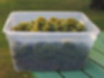 White Wine Grapes
