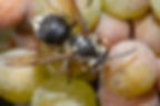 Bald Faced Hornet
