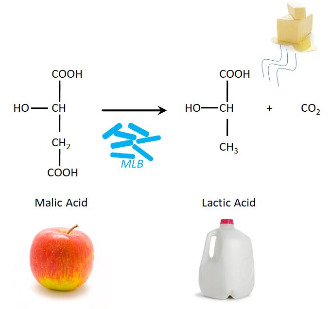 Diagram van malolactische gisting in wijnproductie