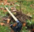 Hilling Up Grape Vines to Protect From Winter Injury