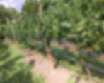 Starting a Backyard Vineyard
