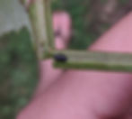 Grape Cane Girdler
