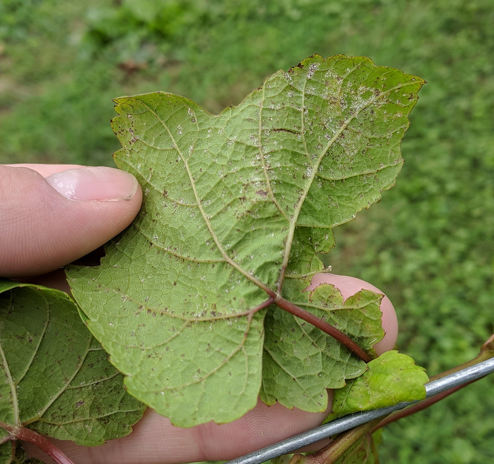Downy Mildew on Grape Vines