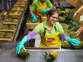 Fresh Del Monte Pineapple processing plant