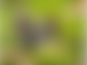 What I've Been Reading, December 2020 Edition II