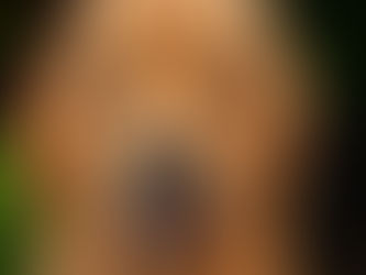 The WIP Report: Animal Friends