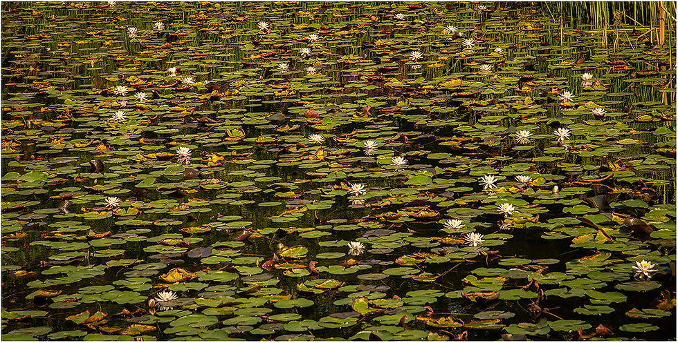 Lily Pond by Dan 2020