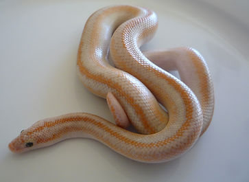 San Felipe Ghost rosy boa