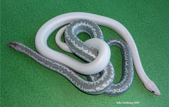 Morongo Axanthic rosy boa