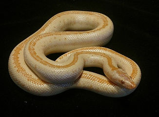 jasonmonostripe (1).jpg