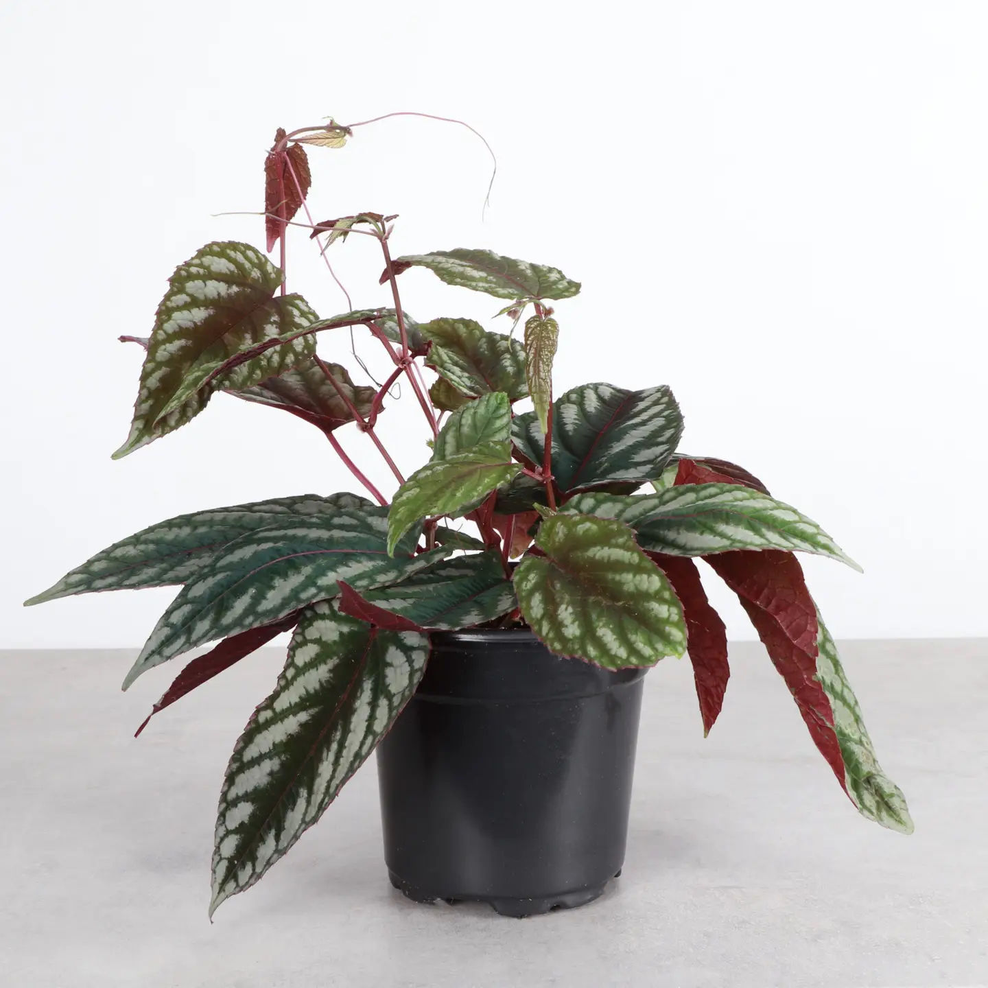 Cissus Discolor - Rex Begonia Vine - 4” Pot