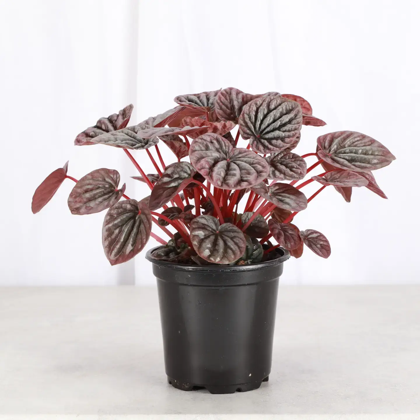 Peperomia Ripple Luna Red
