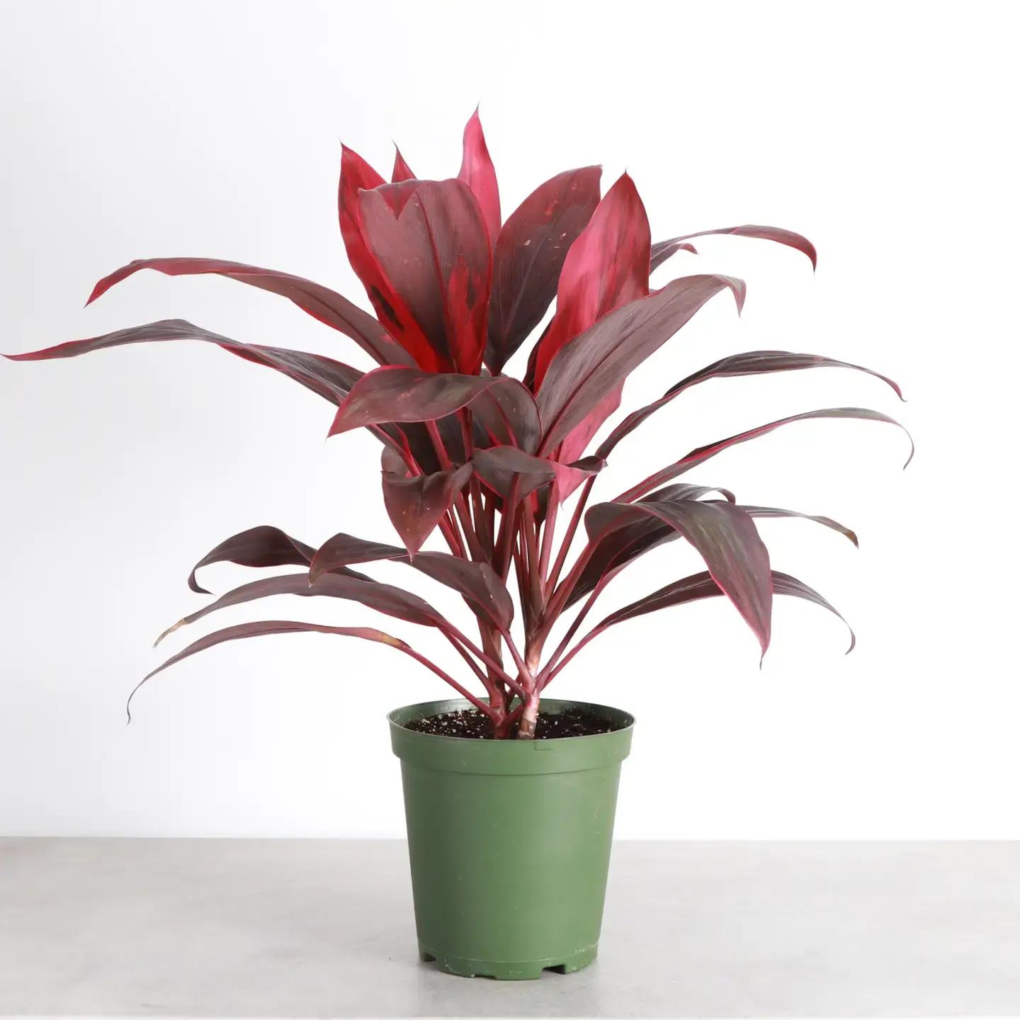 Cordyline 'Red Sister' - Hawaiian Ti Plant