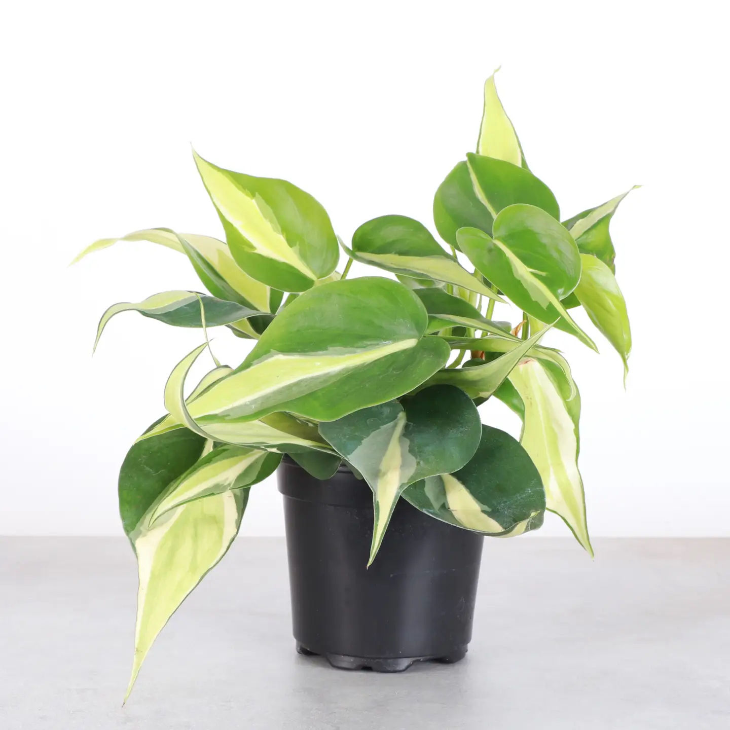 Silver Stripe Philodendron - 4" Pot