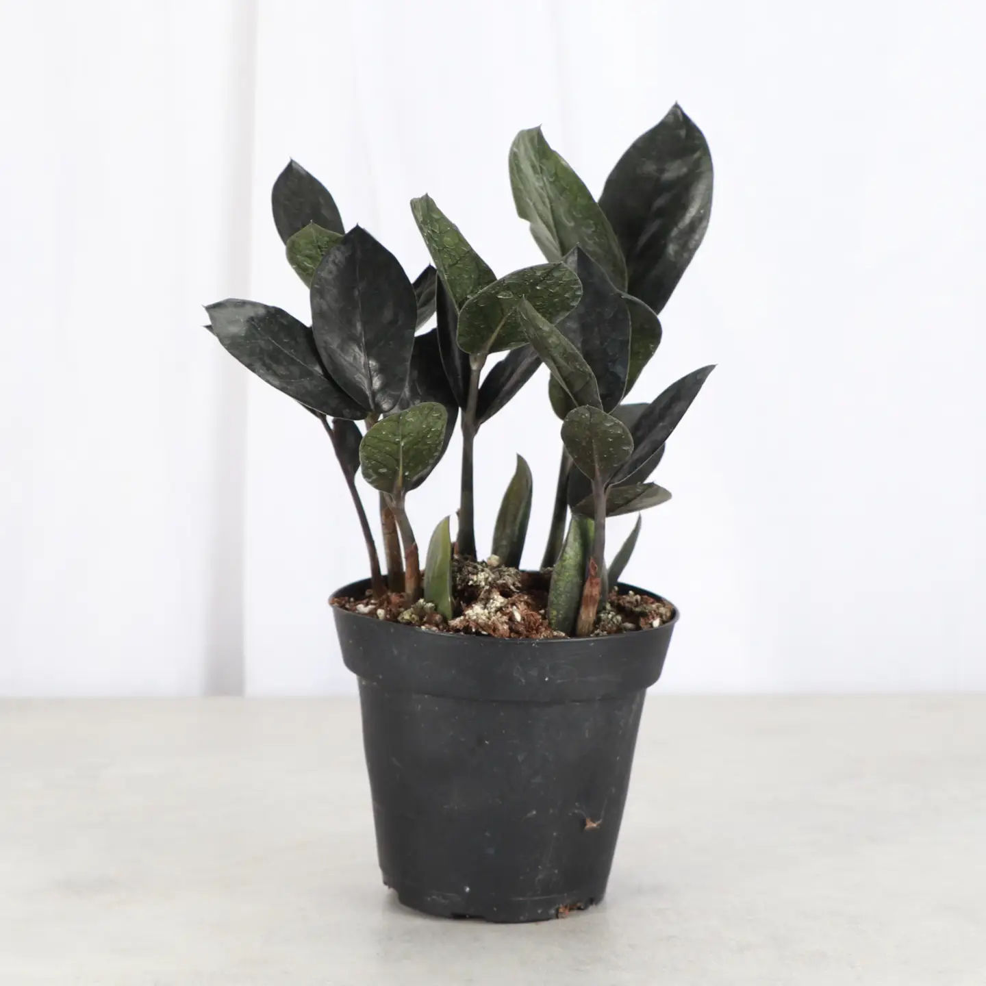 Black Raven Zz Plant - 4” Pot