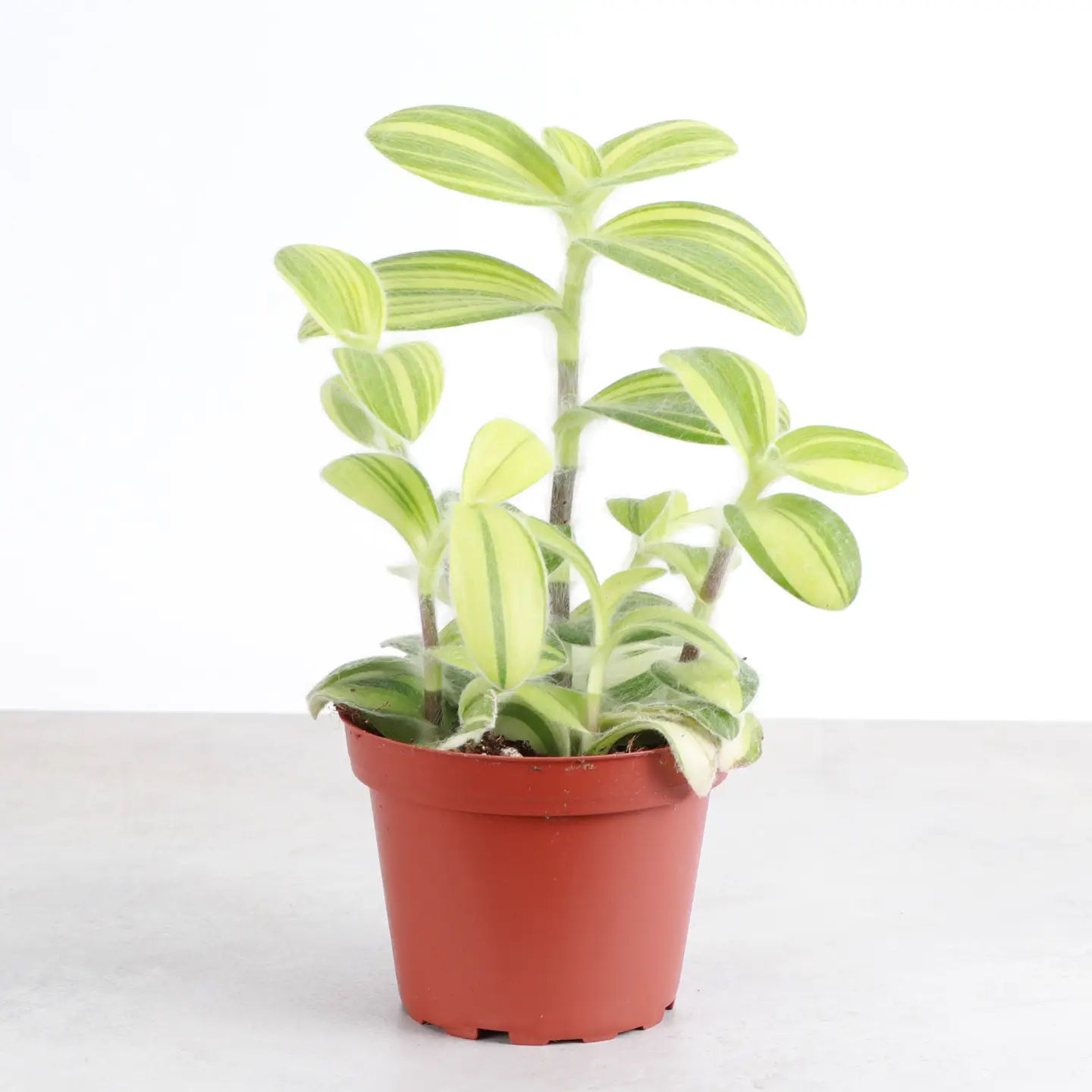 Tradescantia Fuzzy Velvet Stripe - 4" Pot