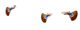 ghw_animfish3 - guppies.gif
