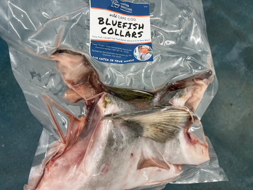 Bluefish | Chatham Harvesters