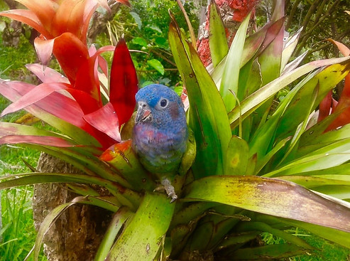 Bird .jpg