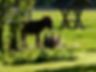 Eselbild 1.jpg