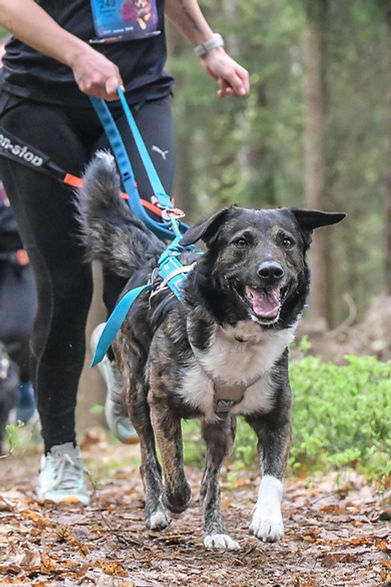 hundestars_SDS_4034_Original (priv_edited.jpg